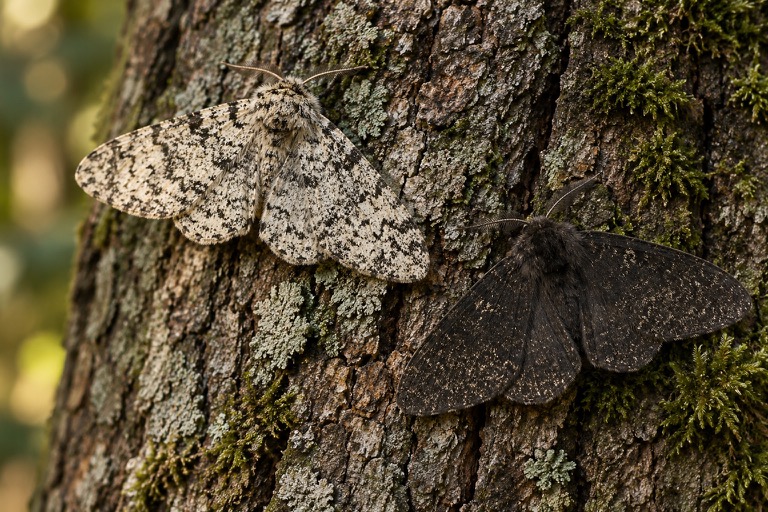 Artistic depiction of pale and dark peppered moths on tree bark